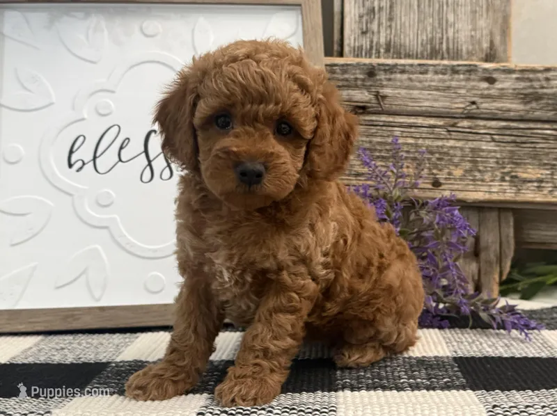 Tasha – Poodle - Miniature  puppy for sale in Shipshewana, IN