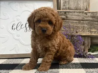 Tasha, a female Poodle - Miniature  for sale in Shipshewana, IN – Photo 1 of 6