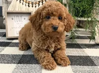 Tasha, a female Poodle - Miniature  for sale in Shipshewana, IN – 2 of 6