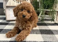 Tasha, a female Poodle - Miniature  for sale in Shipshewana, IN – 4 of 6