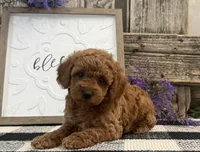 Tasha, a female Poodle - Miniature  for sale in Shipshewana, IN – Photo 3 of 6