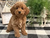 Tasha, a female Poodle - Miniature  for sale in Shipshewana, IN – 3 of 6
