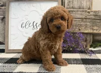 Tasha, a female Poodle - Miniature  for sale in Shipshewana, IN – Photo 4 of 6