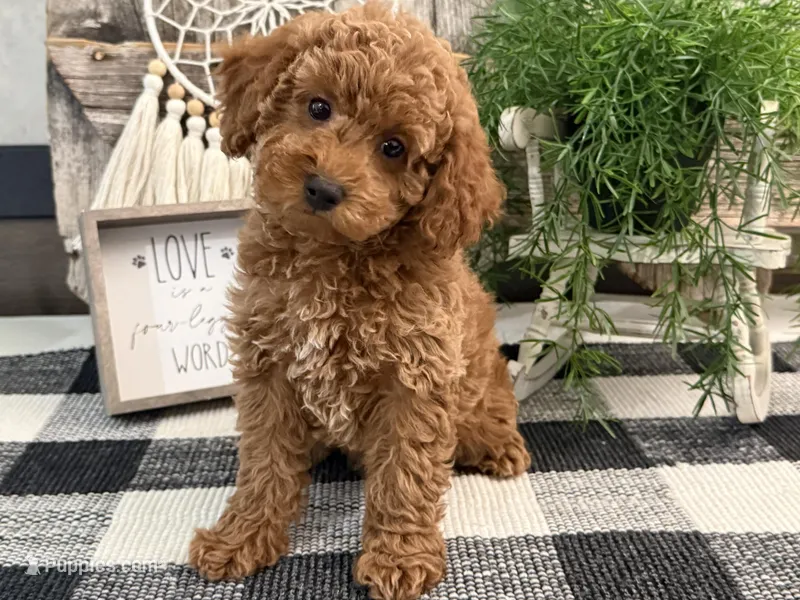 Tasha – Poodle - Miniature  puppy for sale in Shipshewana, IN