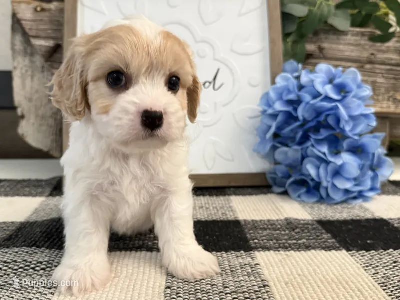 Nash – Bichon Frise, Cavalier King Charles Spaniel puppy for sale in Shipshewana, IN