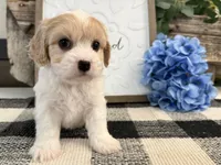 Nash, a male Bichon Frise and Cavalier King Charles Spaniel for sale in Shipshewana, IN – 1 of 6