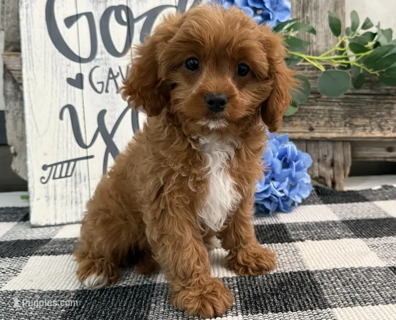 Nolan – Cavalier King Charles Spaniel, Poodle - Miniature  puppy for sale in Shipshewana, IN