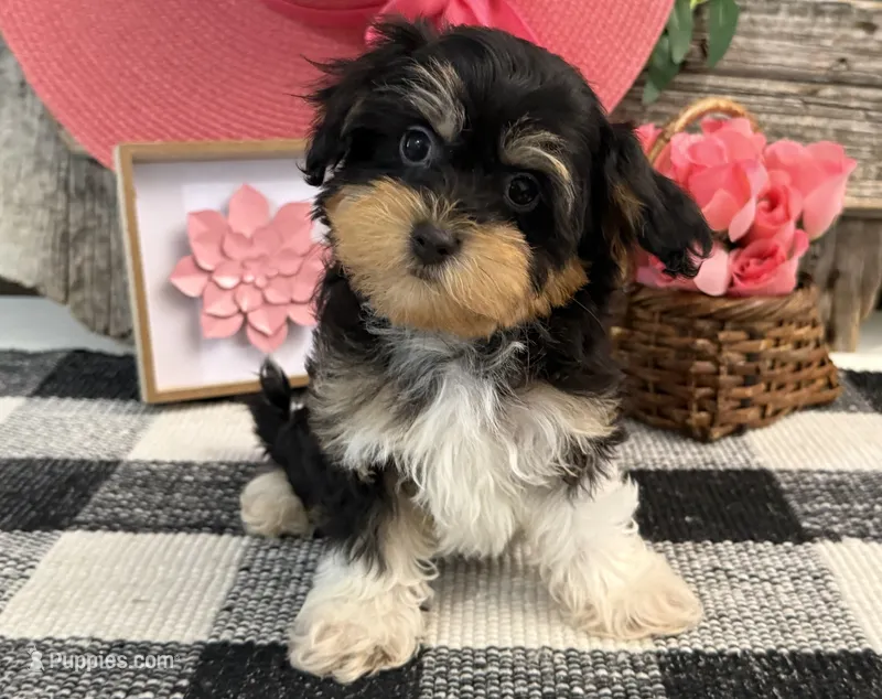 Leslie – Havanese, Poodle - Toy  puppy for sale in Shipshewana, IN