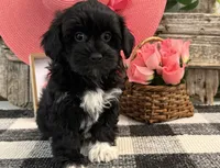 Laylin, a female Havanese and Poodle - Toy  for sale in Shipshewana, IN – 4 of 6