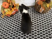Paivi, a female Boston Terrier for sale in Shipshewana, IN – 5 of 7