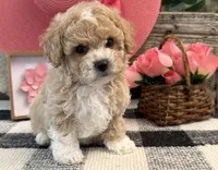 Galena, a female Bichon Frise and Poodle - Toy  for sale in Shipshewana, IN – 3 of 6