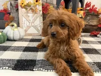Komet, a male Cavalier King Charles Spaniel and Poodle - Toy  for sale in Shipshewana, IN – 2 of 6