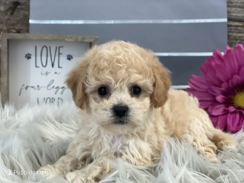 Greely, a male Bichpoo for sale in Shipshewana, IN – Photo 1 of 4