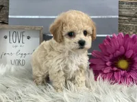 Greely, a male Bichpoo for sale in Shipshewana, IN – Photo 2 of 4