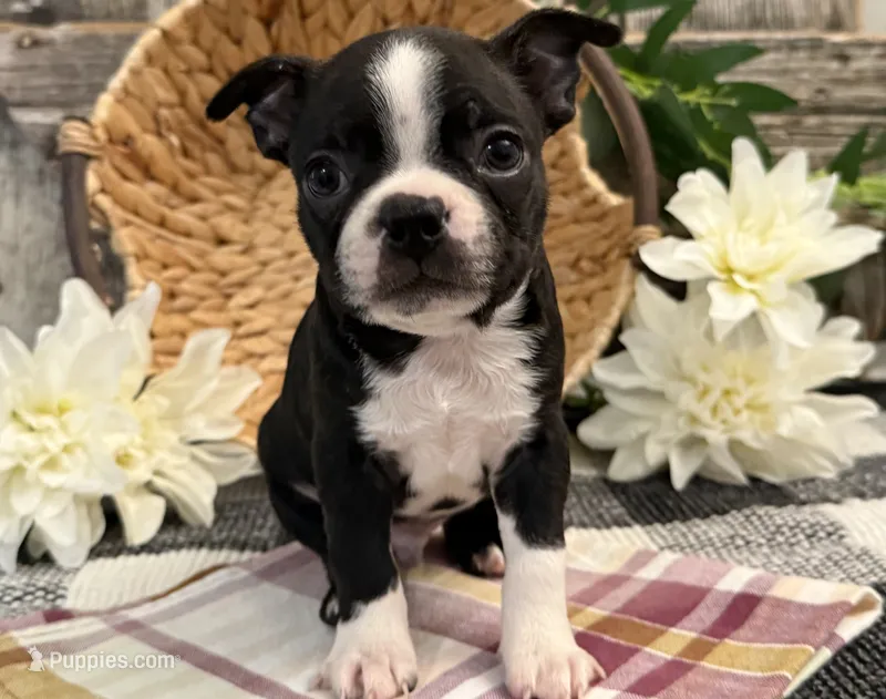 Osborn – Boston Terrier puppy for sale in Shipshewana, IN
