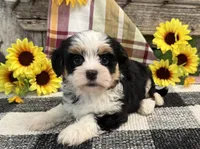 Holly, a female Havanese for sale in Shipshewana, IN – 4 of 6