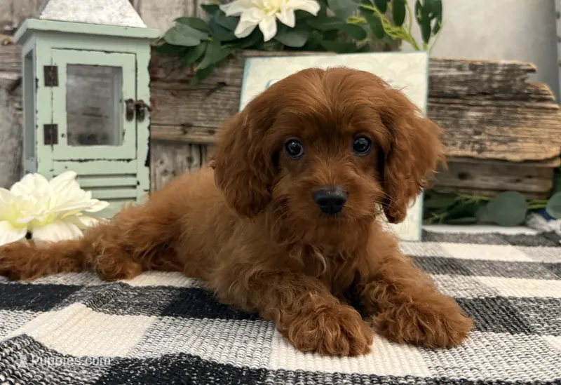 Kullin – Cavalier King Charles Spaniel, Poodle - Toy  puppy for sale in Shipshewana, IN