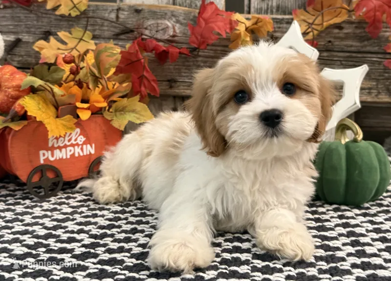 Nixon – Bichon Frise, Cavalier King Charles Spaniel puppy for sale in Shipshewana, IN