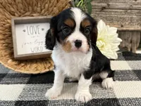 Miles, a male Cavalier King Charles Spaniel for sale in Shipshewana, IN – 2 of 6