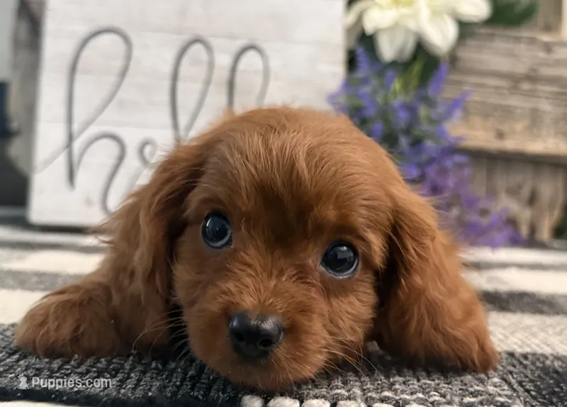Komet – Cavalier King Charles Spaniel, Poodle - Toy  puppy for sale in Shipshewana, IN