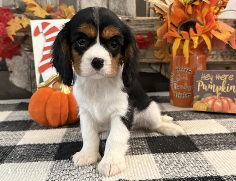 Jaycee – Cavalier King Charles Spaniel puppy for sale in Shipshewana, IN