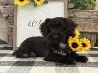 Bronson, a male Havanese and Poodle - Miniature  for sale in Shipshewana, IN – 1 of 6
