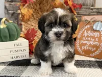 Ruffles, a female Havanese for sale in Shipshewana, IN – 1 of 6