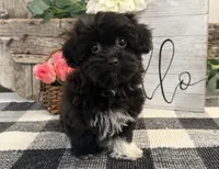 Bella, a female Havanese and Poodle - Miniature  for sale in Shipshewana, IN – 1 of 6