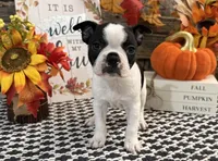 Galaxy, a male Boston Terrier for sale in Shipshewana, IN – 2 of 7
