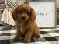Komet, a male Cavalier King Charles Spaniel and Poodle - Toy  for sale in Shipshewana, IN – 2 of 6