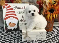 Slater, a male Bichon Frise for sale in Shipshewana, IN – 4 of 6