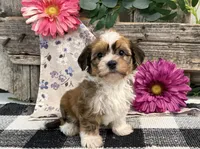 Haelynn, a female Havanese for sale in Shipshewana, IN – 3 of 6