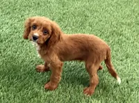 Neiman, a male Cavalier King Charles Spaniel and Poodle - Miniature  for sale in Shipshewana, IN – 3 of 5