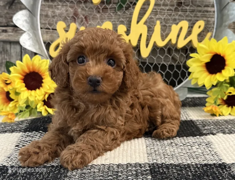 Bolt – Poodle - Toy  puppy for sale in Shipshewana, IN