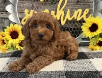 Bolt, a male Poodle - Toy  for sale in Shipshewana, IN – 1 of 6