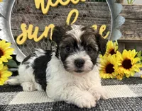 Howell, a male Havanese for sale in Shipshewana, IN – 4 of 6