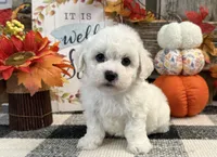 Denim, a male Bichon Frise for sale in Shipshewana, IN – 3 of 6