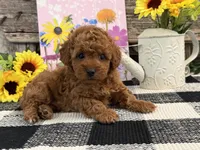 Temple, a female Poodle - Miniature  for sale in Shipshewana, IN – Photo 2 of 6