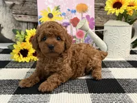 Temple, a female Poodle - Miniature  for sale in Shipshewana, IN – Photo 1 of 6