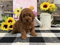 Temple, a female Poodle - Miniature  for sale in Shipshewana, IN – Photo 4 of 6