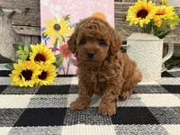 Temple, a female Poodle - Miniature  for sale in Shipshewana, IN – Photo 3 of 6