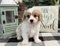 Dylan, a male Bichon Frise and Cavalier King Charles Spaniel for sale in Shipshewana, IN – 4 of 6