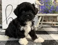 Lando, a male Havanese and Poodle - Toy  for sale in Shipshewana, IN – 4 of 6