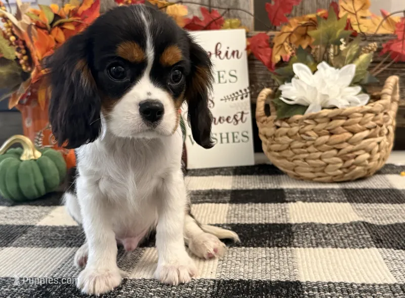 Julian – Cavalier King Charles Spaniel puppy for sale in Shipshewana, IN