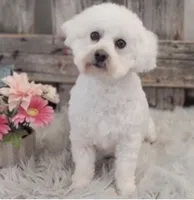 Denim, a male Bichon Frise and Cavalier King Charles Spaniel for sale in Shipshewana, IN – 6 of 6