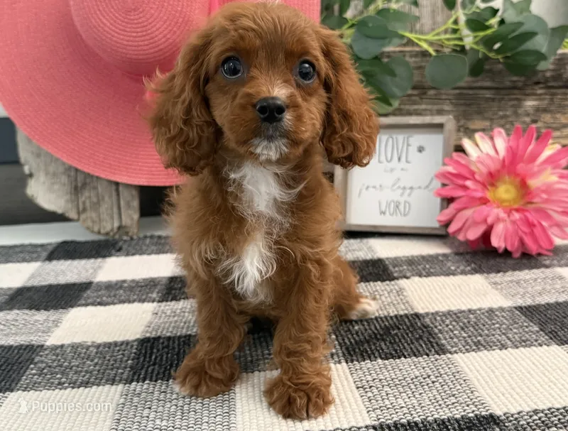 Nevada – Cavalier King Charles Spaniel, Poodle - Miniature  puppy for sale in Shipshewana, IN