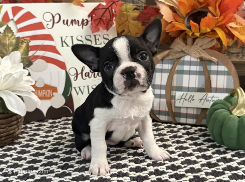 Gemma – Boston Terrier puppy for sale in Shipshewana, IN