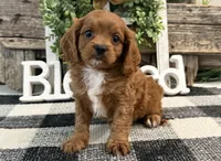 Kyler, a male Cavalier King Charles Spaniel and Poodle - Toy  for sale in Shipshewana, IN – 1 of 6
