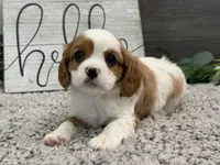Osborn, a male Cavalier King Charles Spaniel for sale in Shipshewana, IN – Photo 2 of 4