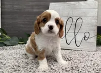 Osborn, a male Cavalier King Charles Spaniel for sale in Shipshewana, IN – Photo 1 of 4